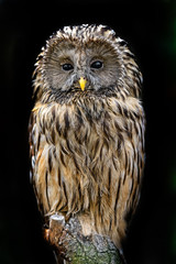 two-tailed owl