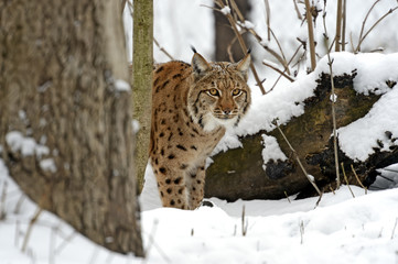 Lynx