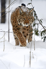 Winter Lynx