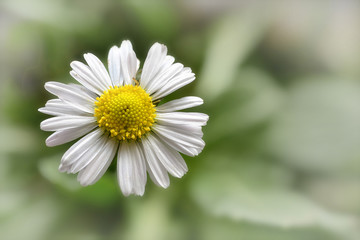 Obraz premium Gänseblümchen