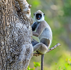 Monkey