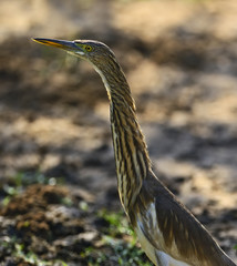 Bittern
