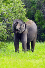 Fototapeta premium Elephant