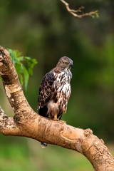 Crested Falcon