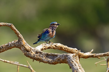 Indian Roller