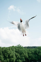 Obraz premium Seagull