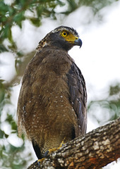 Crested Falcon