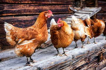 chicken