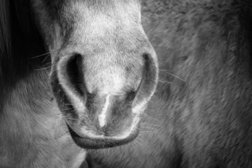 horse detail (187)
