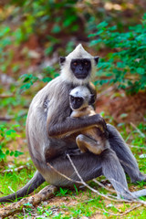 Obraz premium Monkey