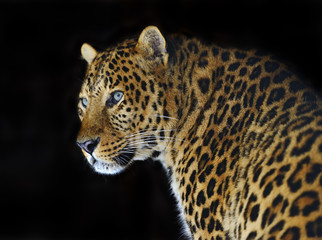 Leopard