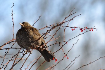 Amsel (Turdus merula)