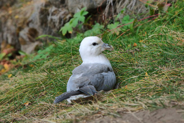 Fulmar, Fulmarus glacialis