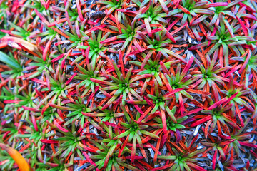 Colorful plants in the ground