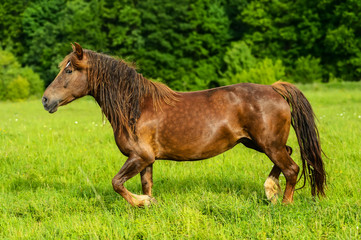 Horse