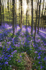 Beautiful morning in Spring bluebell forest with sun beams throu