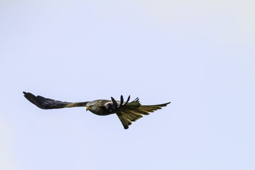 Red Kite (Milvus milvus) flying