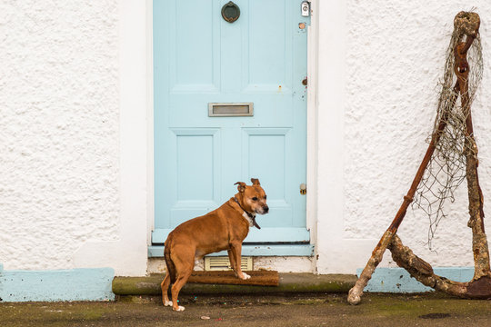 Dog waiting to be let in a front door
