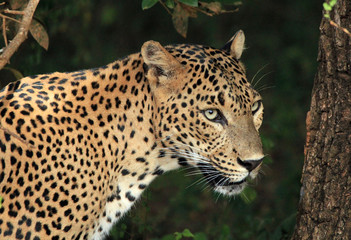 Sri Lankan Leopard, Yala, Sri Lanka