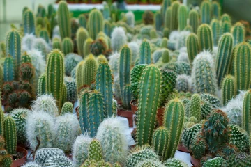 Wandcirkels aluminium cactussen verschillende soorten © margostock