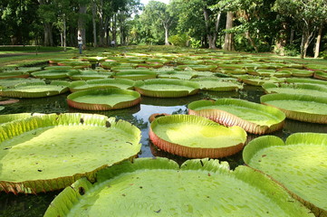 nénuphar