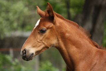 Naklejka na ściany i meble Chestnut cute horse foal portrait in summer