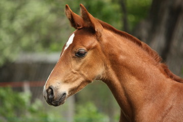 Naklejka na ściany i meble Chestnut cute horse foal portrait in summer