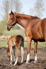 Brown cute foal portrait with his mother