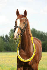 Fototapeta premium Portrait of chestnut horse with dandelion circlet