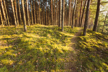 Green Coniferous Forest, Russian Nature