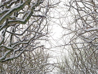 Snowy branches