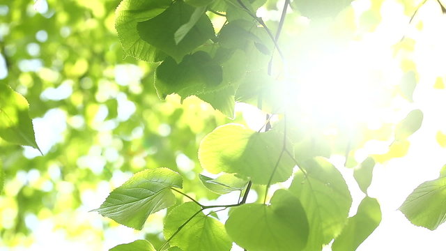 Sunlight beaming between green leaves on a sunny day