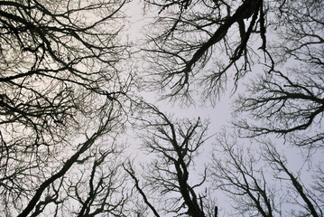 crown of the big tall trees