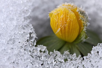 Winter Aconite, Eranthis hyemalis, crystals on flower buds
