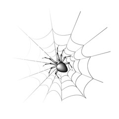 spider-vector illustration