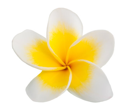 Frangipani