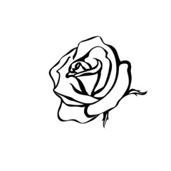 Rose sketch