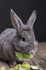 Rabbit