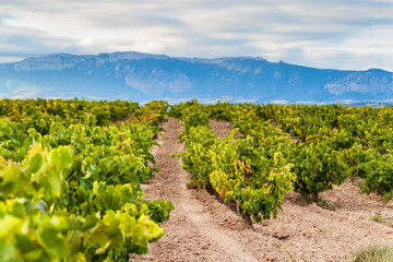 Fototapeta na wymiar Vineyards near Logrono