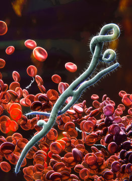 Ebola virus in blood