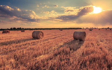 Harvest on the field