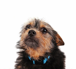 cute terrier close up