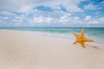 Fototapeta na wymiar starfish on golden sand beach with waves in soft light