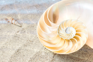 Nautilus im flachen Wasser eines Sandstrandes