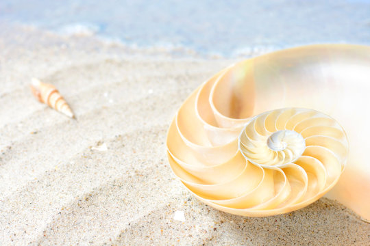Nautilus (Perlboot) an hellem Sandstrand