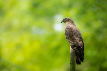 Majestic hawk perching on a dead tree
