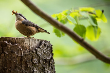 An adult red-breasted nuthatch having lunch