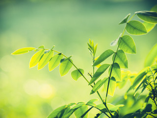 green natural background