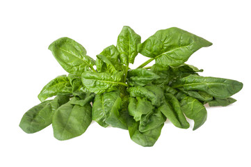 Fototapeta premium Spinach