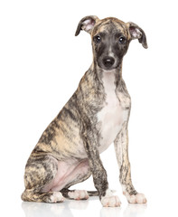 Whippet puppy on white background